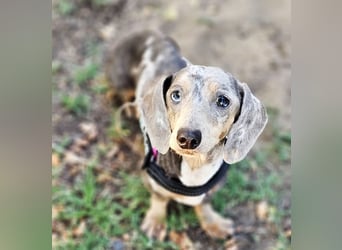 Uschi ist ein Hund der leisen Töne