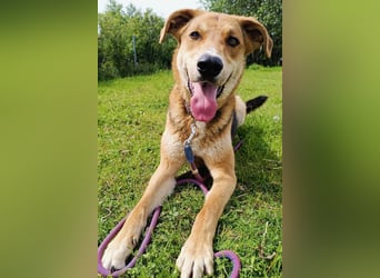 Dringend Pflegestelle oder neues Zuhause für Lemmy gesucht! (38820 Halberstadt)