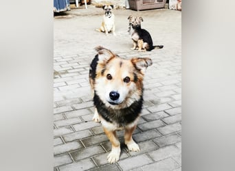 Malik, Dackel/ Schäferhundmischling, geb. 2020, kl. Schäfimix sucht Haus und Hof zum Bewachen