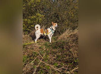 Canaan Dog-Welpe (Kanaan-Hund)