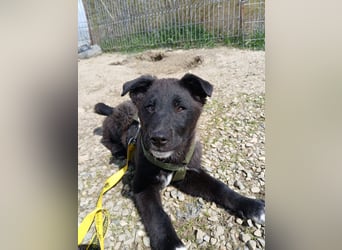 Fröhlicher Welpenjunge Buddy
