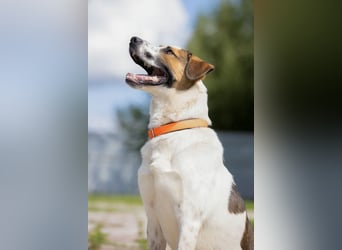 Sozialer Mario sucht liebevolles Zuhause