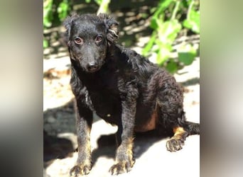 LARA Hundebaby in Lebensgefahr