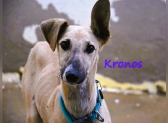 Kronos 07/2024 (ESP) - neugieriger und sanfter, zuckersüßer Galgo Welpe!