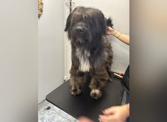 MARSHALL sucht ein zuhause