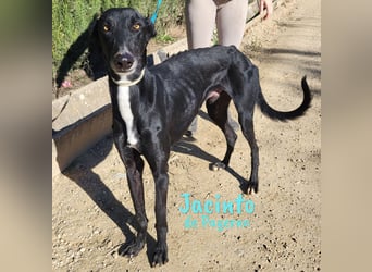 Jacinto de Payerno 03/2021 (ESP) - unglaublich hübscher, lieber Galgo!
