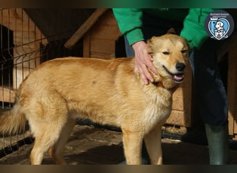 Kobi sucht ein Zuhause