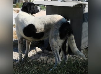 Rubin, geb. ca. 03/2019, lebt in GRIECHENLAND, im städt. Tierheim Serres