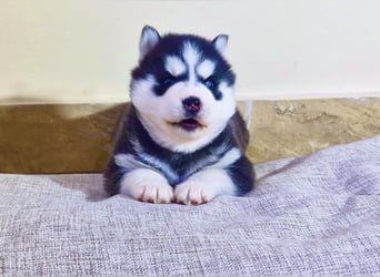 FCI Pedigree Blue Eyed Black & White Siberian Husky Champion Puppy
