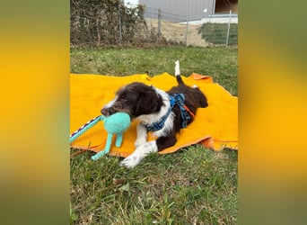 Rambo sucht ein neues Zuhause
