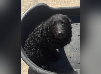GONZALES❤️ liebenswerter, agiler und neugieriger Kroatischer Schäferhund-Mix