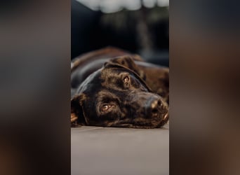 Maffy - Labrador-Mix-Hündin mit Herz sucht ihr Für-immer-Zuhause