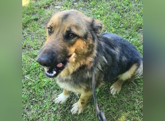 Denver ein Engel auf 4 Pfoten