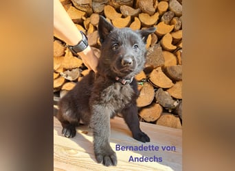 DSH Deutscher Schäferhund - Welpen lackschwarz