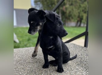 Bobi ein kleiner schwarzer Engel