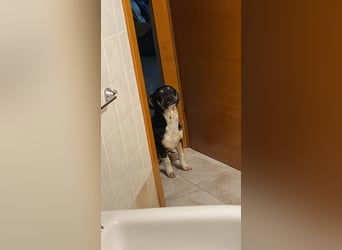 Nano - Der kleine, liebe Rüde hatte keinen einfachen Start ins Leben. Er braucht jetzt eine Familie.