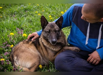 Flower-  Liebevolle Malinois-Mix-Hündin sucht ein geborgenes Zuhause