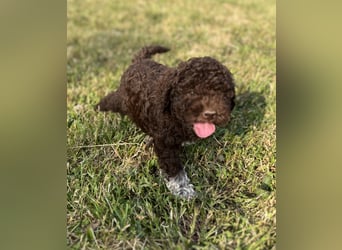 Lagotto Romagnolo – Hochwertige Welpen aus der registrierten Zuchtstätte King of the Truffles