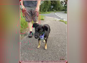 ❤️ Aisha: freundliche Junghündin sucht aktive Familie