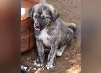 Fiona und Fineas suchen ab Anfang August ein Zuhause