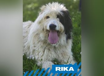 Rika - weiblich kastriert - geboren 2019