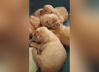Labrador Welpen foxred, aus der Arbeitslinie
