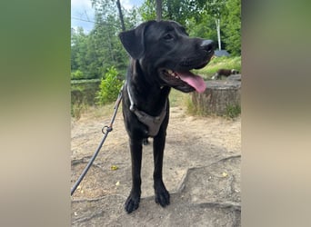 MOGLI ❤️ liebevoller Riese, Pflegefamilie Oberursel