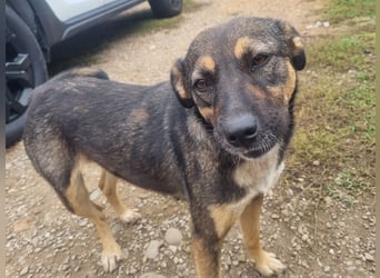 ♥CLIO♥ sehr menschenbezogene und zutrauliche Schmusebacke, die mal angefahren wurde 48 cm