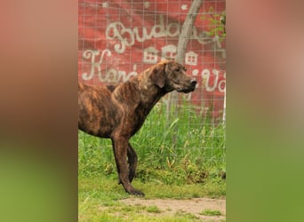 Brenda LM – freundliche Doggen-Boxer-Mix-Hündin sucht liebevolles Zuhause