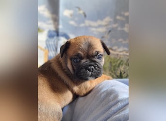 Allerliebste FROPS Kinder (Französische Bulldogge und Mops)