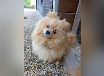 Puppe