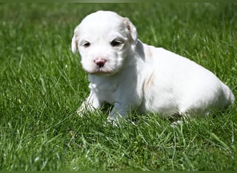 traumhaft hübscher Tibet Terrier Welpen aus erfahrender Zucht  sind geboren dürfen im Juni ausziehen