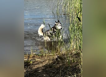 Husky aus gesundheitlichen Gründen schweren Herzen Abzug