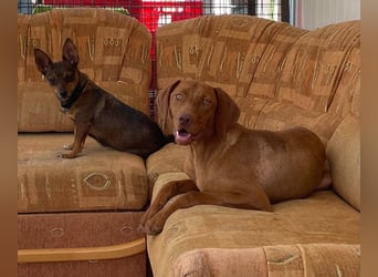 Levante sucht Vizsla Liebhaber