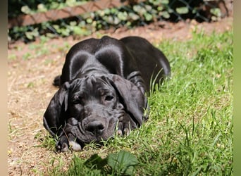 Zwei Deutsche Dogge Welpen mit VDH/DDC Papieren suchen noch ein schönes Zuhause.