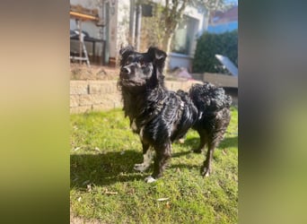 Hütehund Mischling Daios sucht eine liebe Familie