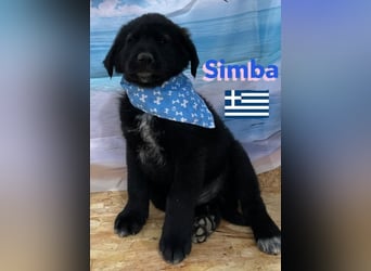 Simba,geb.02/25,griech.Hütehundebub sucht seine Familie,bereits auf PS in 66557 Illingen