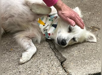 Gino SR – Sanfter Spitz-Rüde mit Herz sucht liebevolles Zuhause