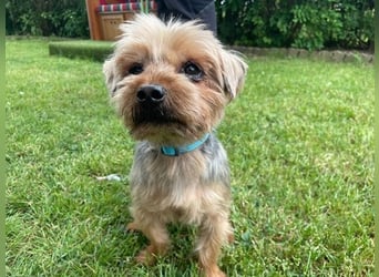 Finn, Yorkshire Terrier , geb. 2021, sie kennt noch nicht viel