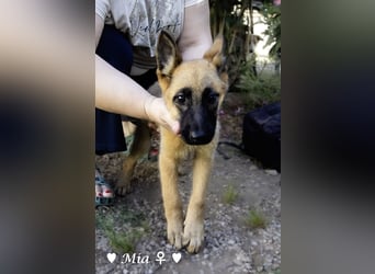 Mia sucht ein Zuhause