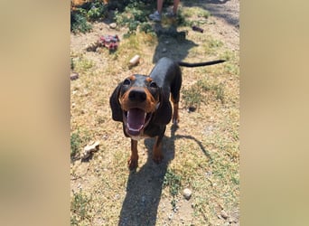 Frohnatur Marley