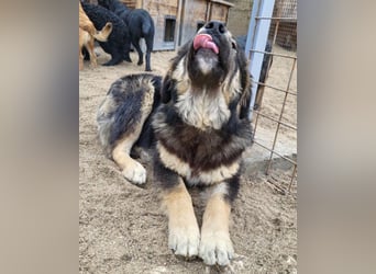 Aramis ❤️ liebevoll aufgeweckter Jungrüde