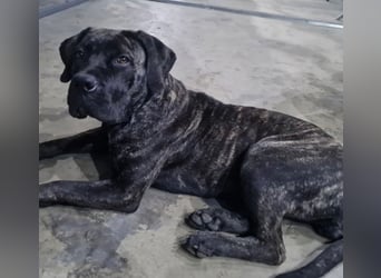 Cane Corso Boerboel