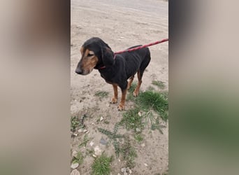Linda - einfach ausrangiert