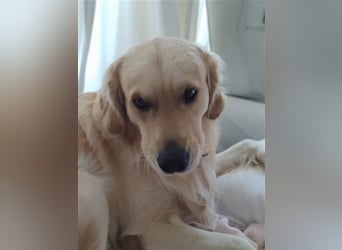 Golden Retriever Deckrüde