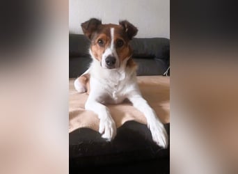 Barney – toller Bub mit viel Potenzial – wartet in PLZ 12683 Berlin-Biesdorf