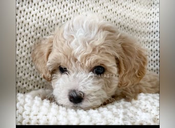 Traumhafte Maltipoo Welpen F1 Malteser Pudel