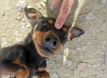 Murphy, möchte endlich ein Zuhause