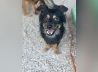 Isabel, sucht ein liebevolles Zuhause