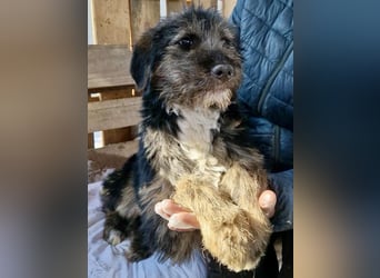 Marcy sucht dringend ihre Menschen
